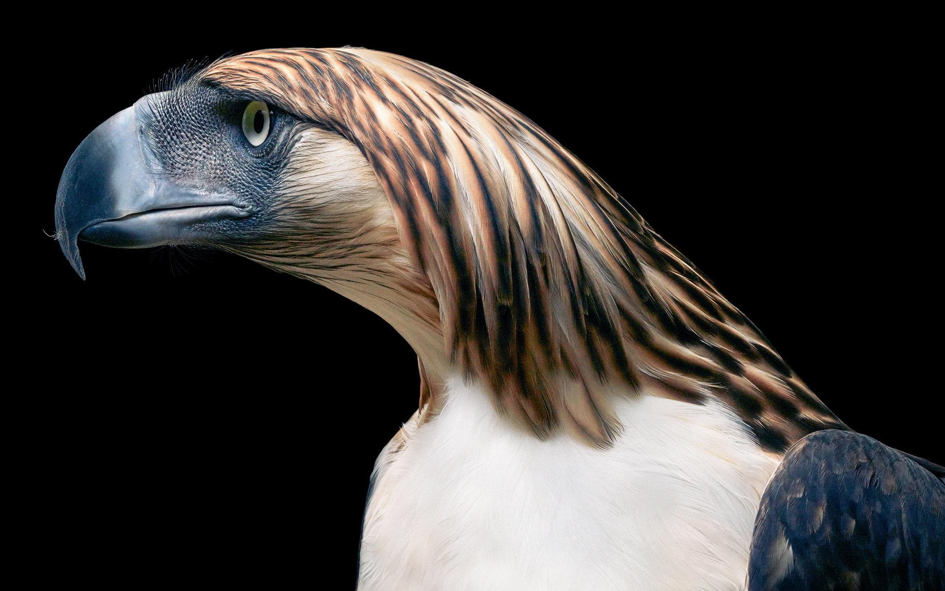 Philippine Eagle av Tim Flach.