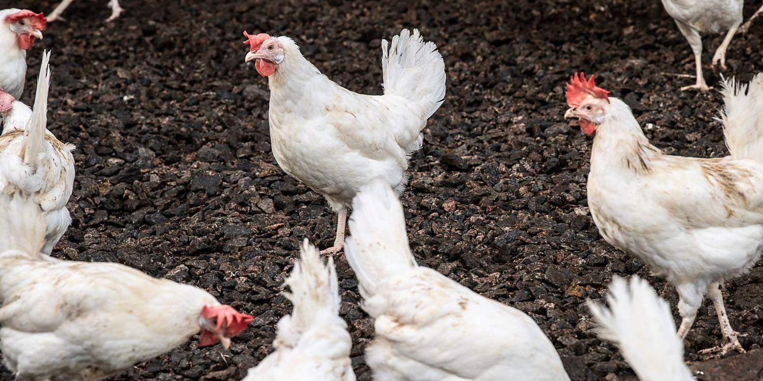 Genrebild. Hönsen på bilden har inte smittats av salmonella. 