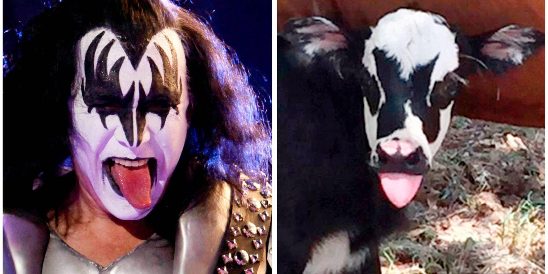 Rockartisten Gene Simmons till vänster. Kalven Genie till höger. Arkivbild.