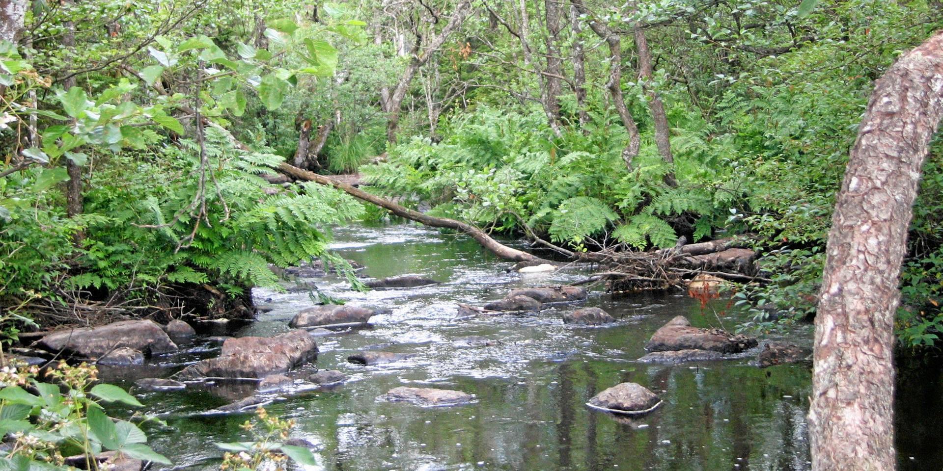 Naturreservaten, som här vid Smedjeån, är viktiga under virusisoleringen.