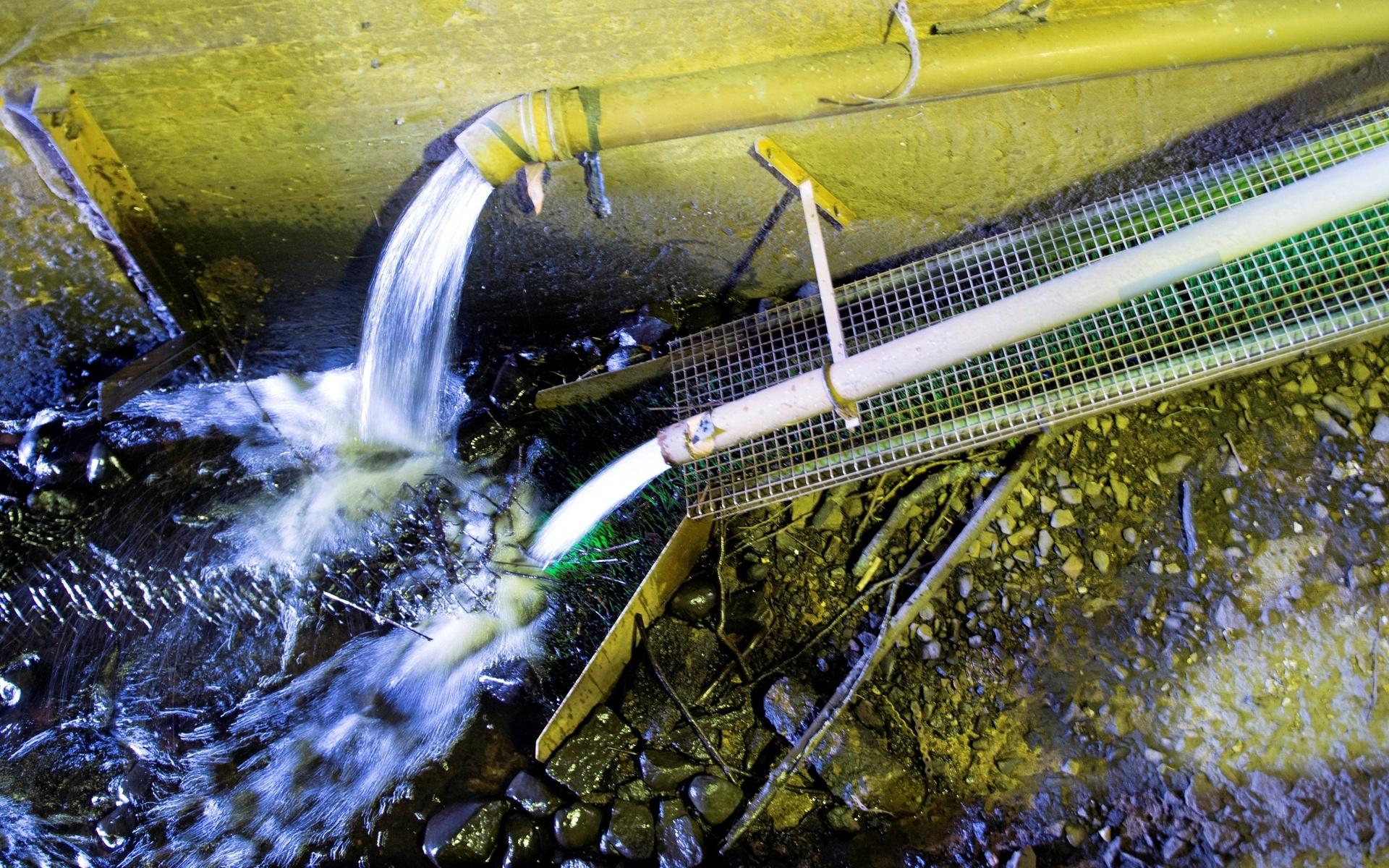 Nattetid klättrar nyfikna och envisa ålyngel uppför en blöt ramp under kraftverket.