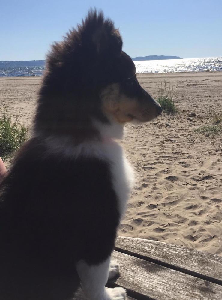 Selma 4 månader på sin strandpremiär. Bilden är insänd av Marcus Norell.