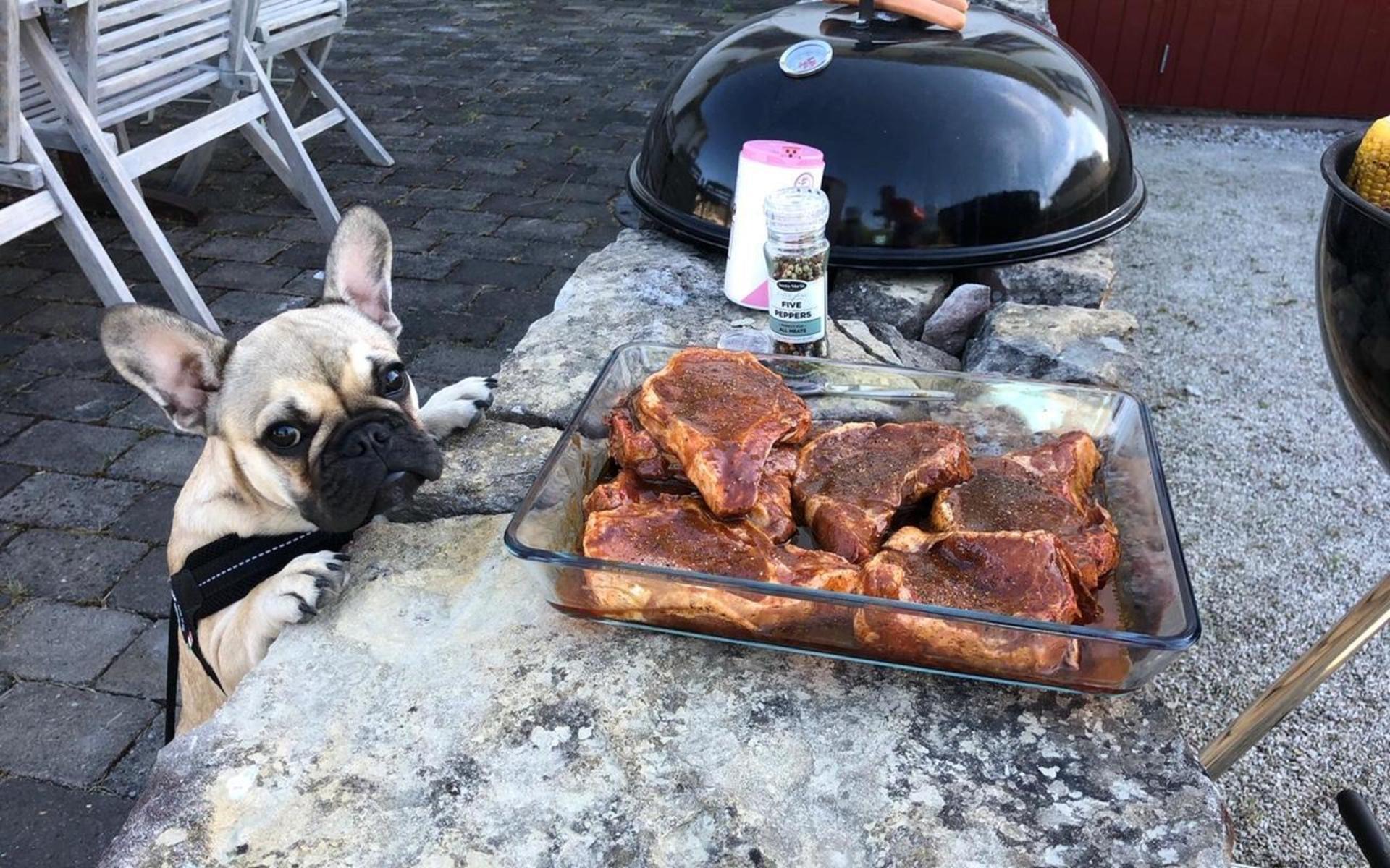 Franska Bulldogen Buddha är gärna med och grillar.