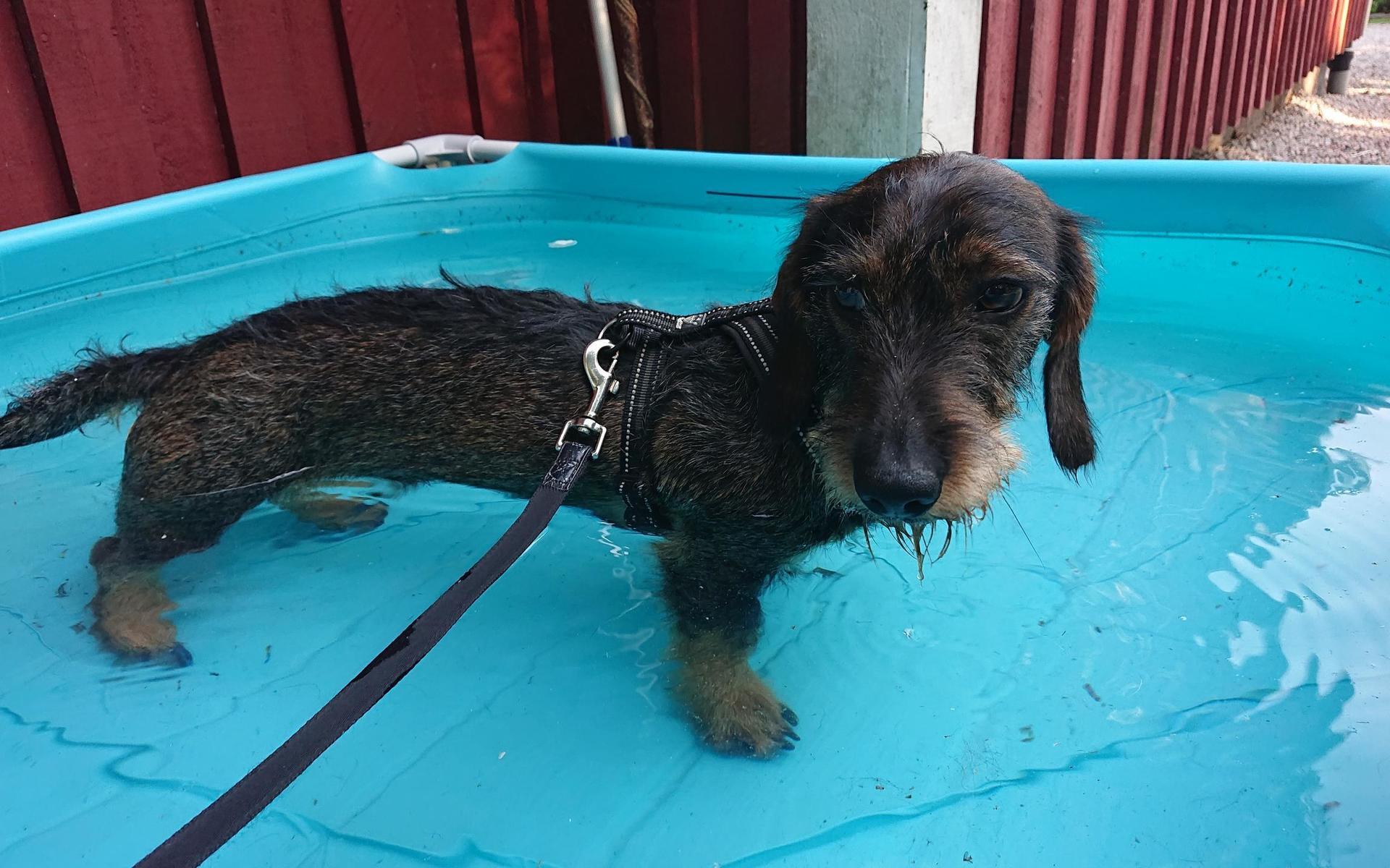 Kränkt eller dränkt? Taxen Dacke kyler ner sig i hundpoolen efter en långpromenaden. Bilden är inskickad av Mariusz Narozny.