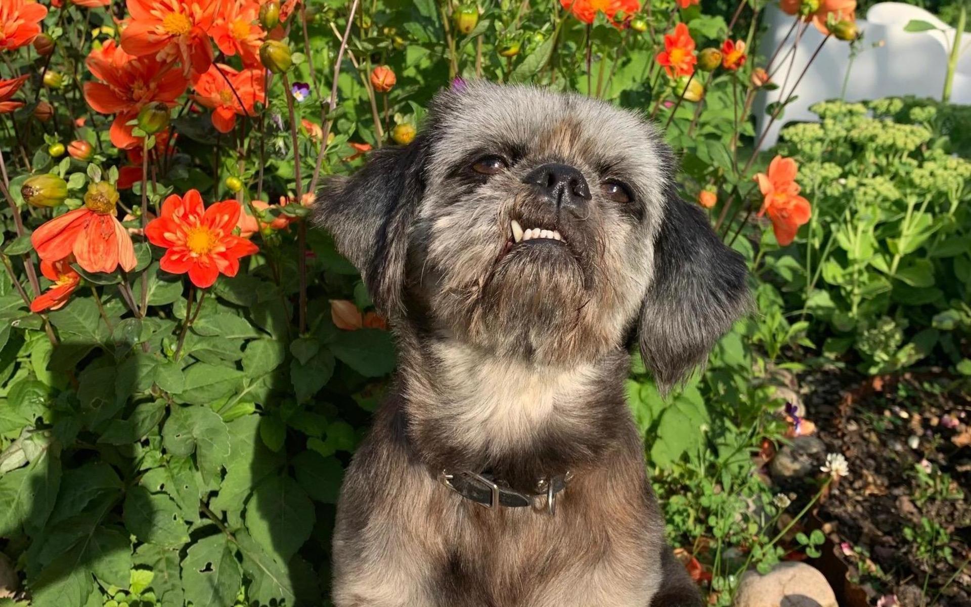 Ester är en omtyckt hund som gärna (om hon får) sitter i kundernas knä på mattes salong i Torup.