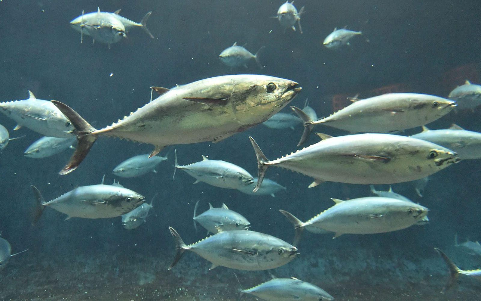 Blåfenad tonfisk från ett akvarium i Tokyo. 