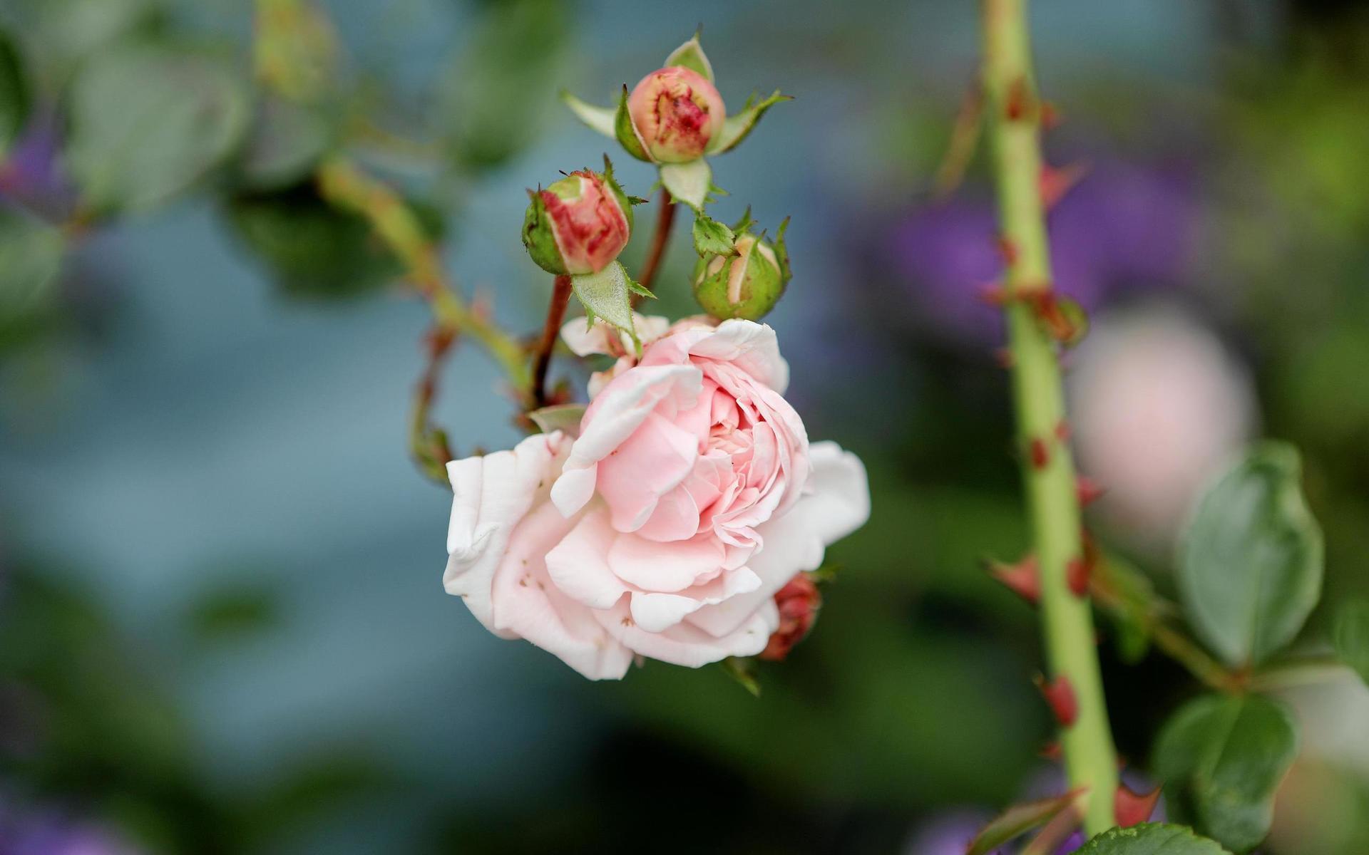 Klätterrosen Mme Alfred Carrière.