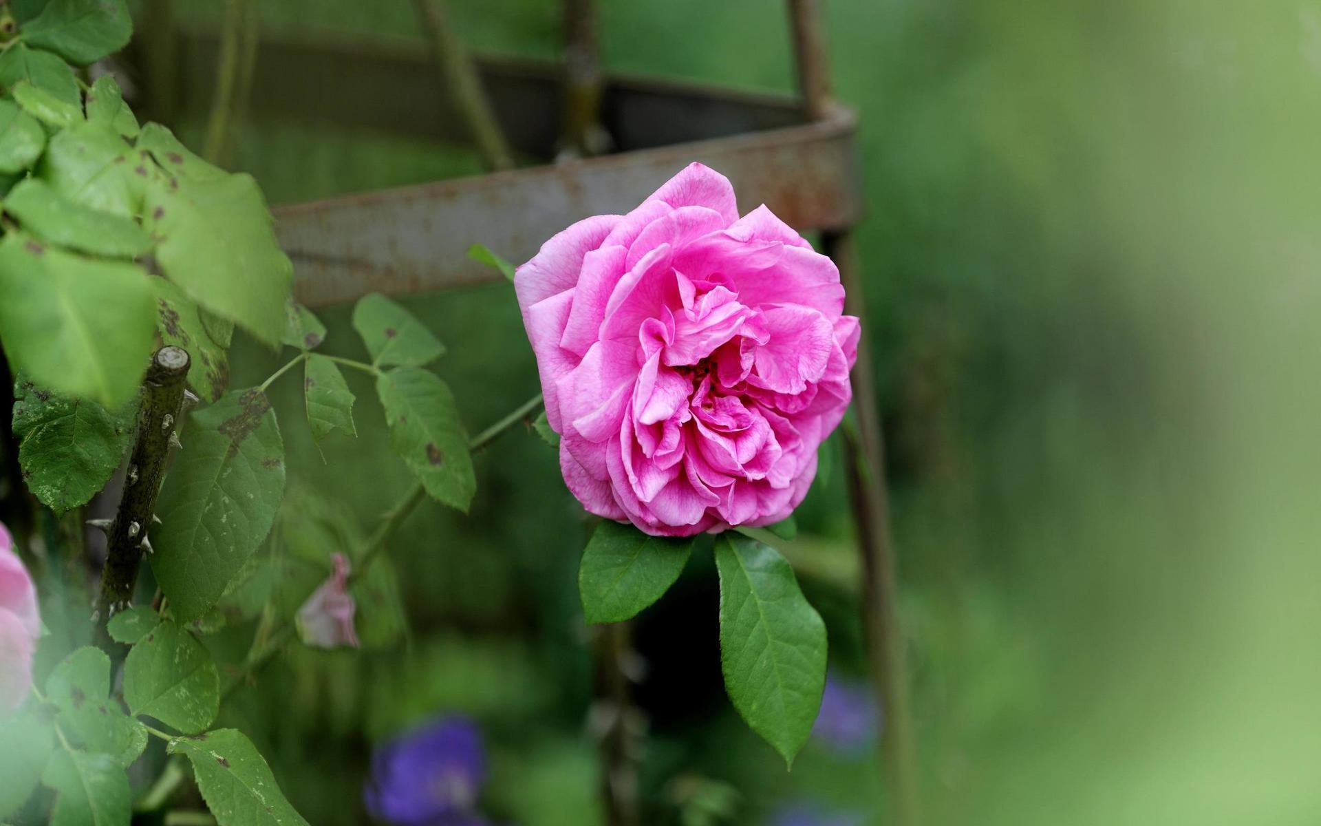 Doftande rosa skönhet.