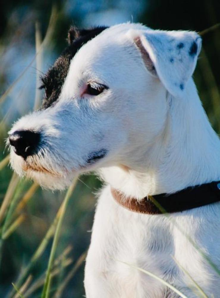 Här poserar Wille, en sexårig Jack Russel. Stoltmatte och husse är Marita Thune och Lars-Olof Manne Larsson i Halmstad.