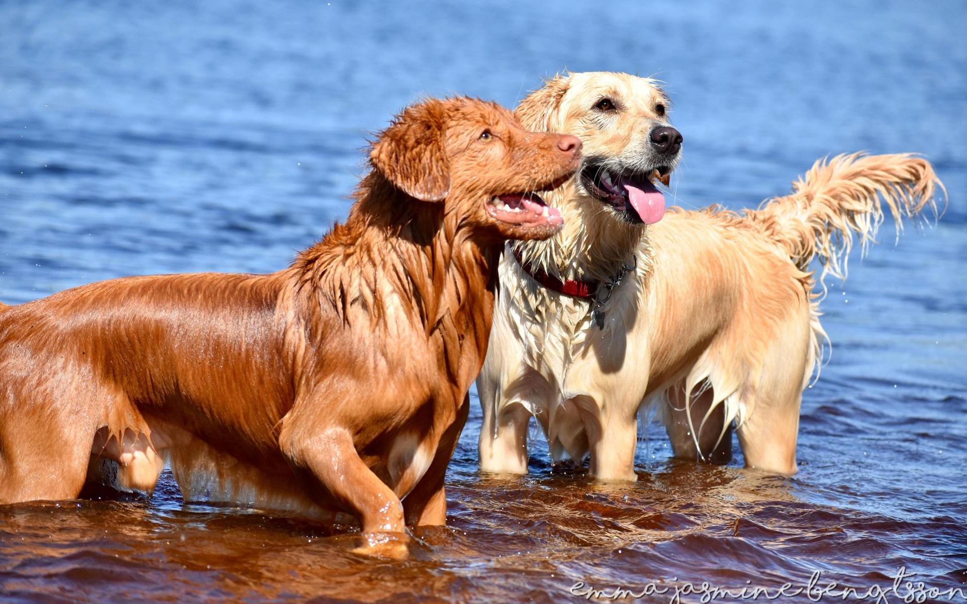 Phoenix, tollare, 4 år och Callie, golden 1 år, älskar att bada. Bilden inskickad av Emma Bengtsson. 