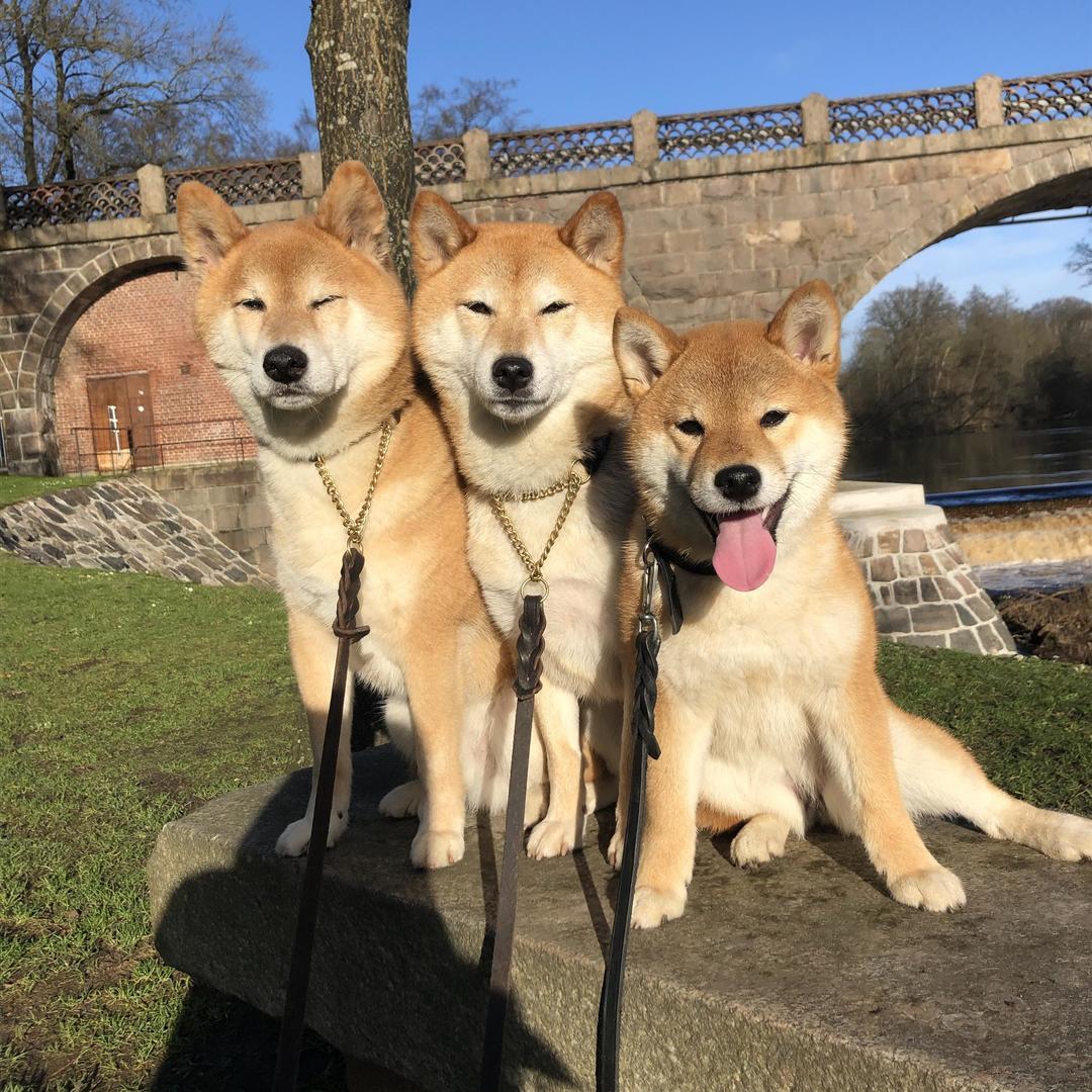  Chiro, Toyama och Nami njuter av solen vid Slottsmöllan. Inskickad av Anna Ragnvid i Halmstad.