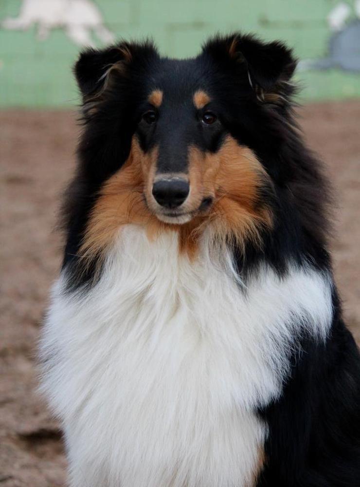 Carina Johansson skickar in en bild på systern Ankis hund Zelda. 