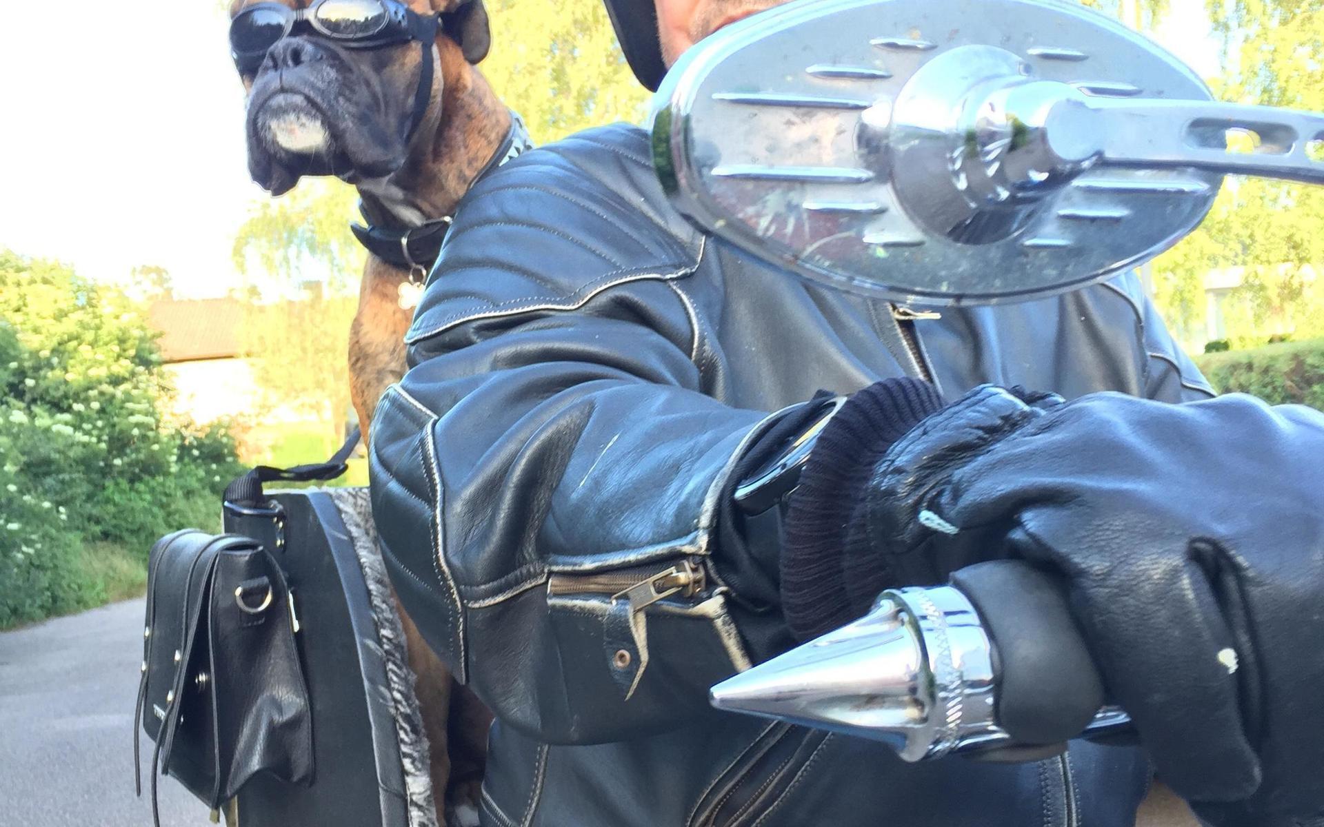 Zorro brukar ta motorcykeln för att bada i Virshult. Lise-Lotte Bergström har skickat bilden.