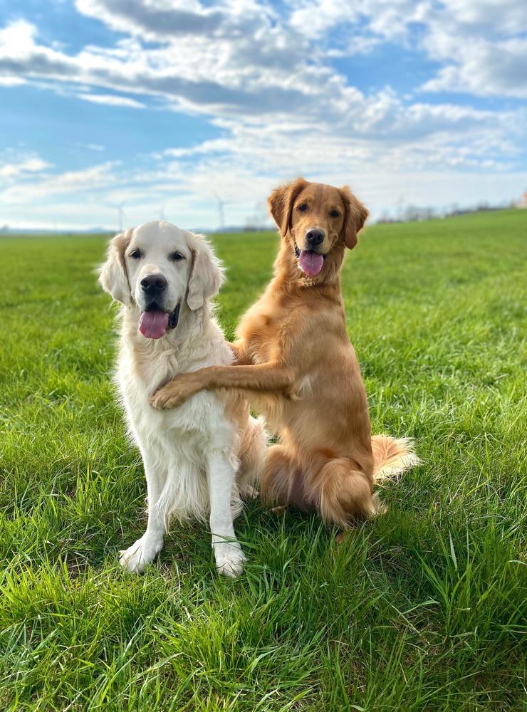 Detta är Zam och Zia, två Golden Retrievers som älskar att kramas, men de tänker inte riktigt på social distans i dessa tider. Matte heter Johanna Westerberg och det är hon som skickat in bilden.