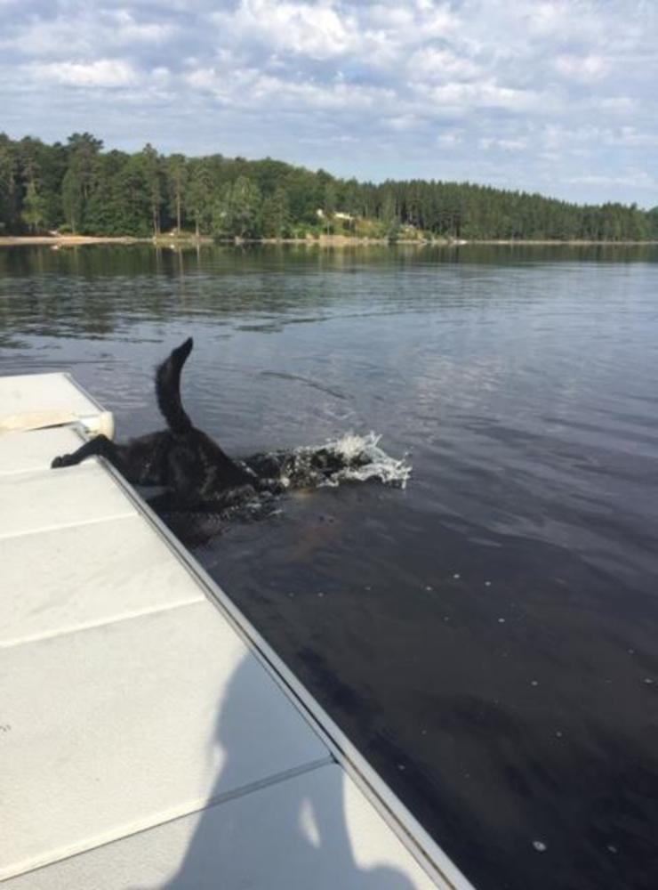 Hunden Ella får till en riktigt tiopoängare till dyk. Lillevie Johansson har skickat in bilden.