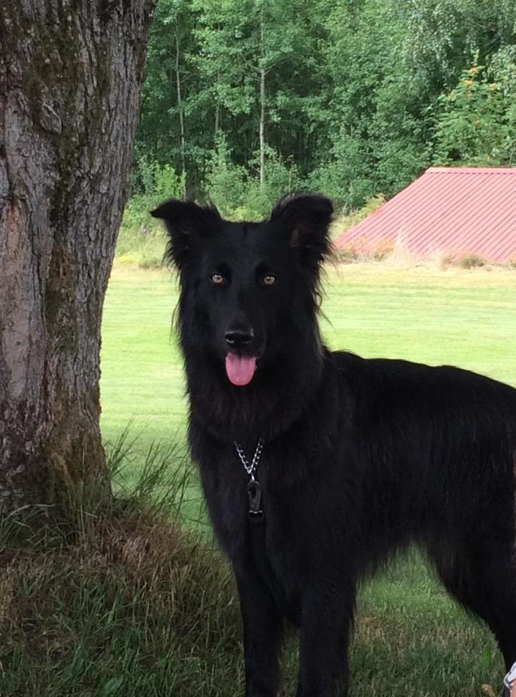 Sexåriga Zina beskrivs av matte Ann-Therese Hill  som en vacker, trogen, tokig, badgalen schäfer/golden retriverblandning.