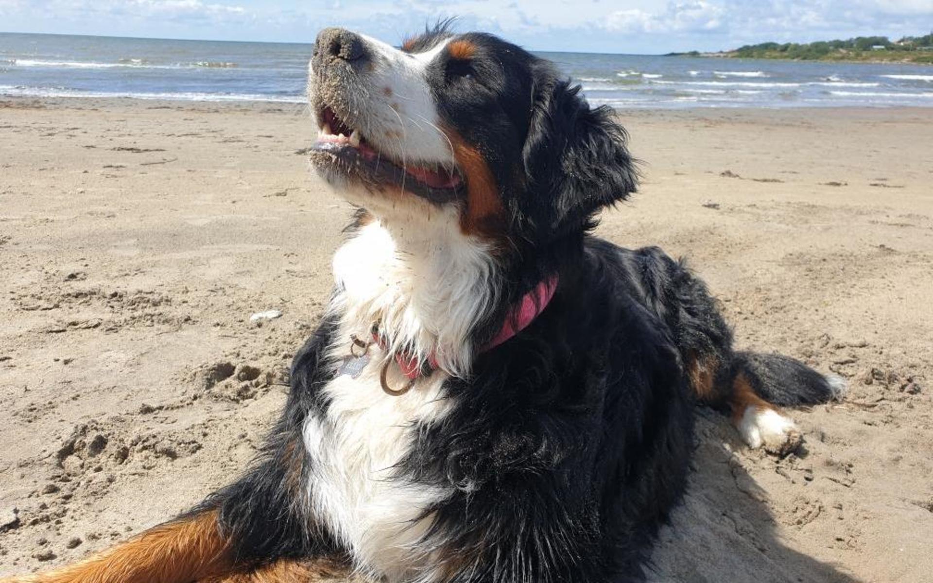 Belliz älskar att vara på stranden och bada i Haverdal enligt matte Karin Svedenbrant.