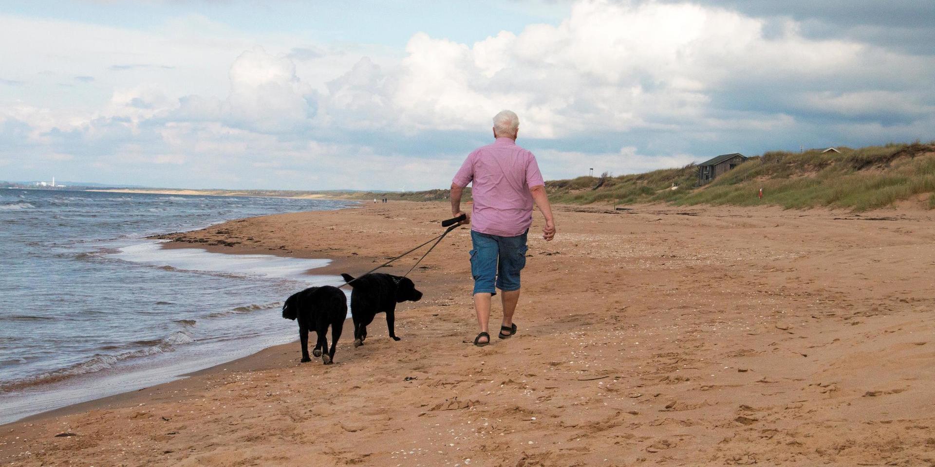 Hundpromenad på stranden i Mellbystrand.