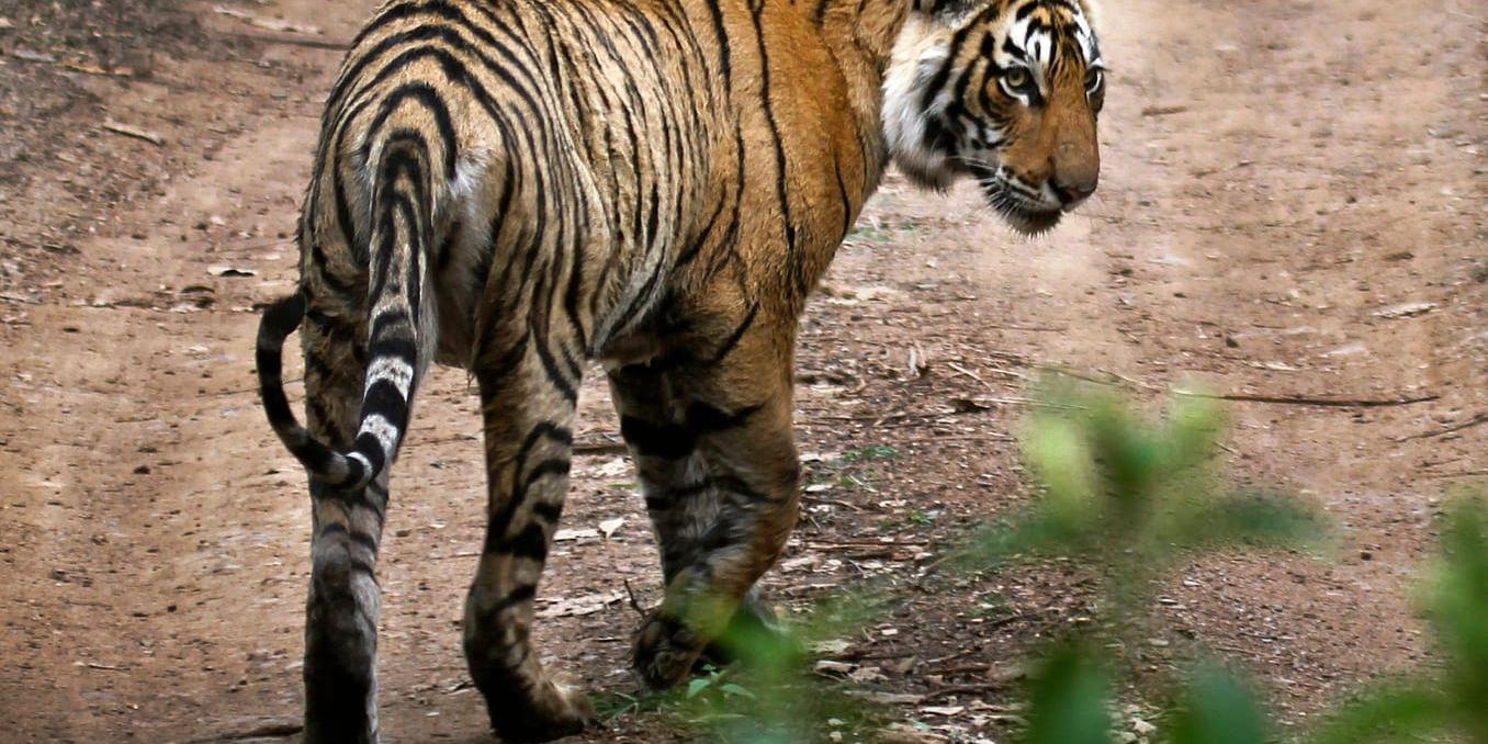 Tiger i nationalparken Ranthambore i Rajastan i Indien. Tigern har ökat starkt i Indien de senaste åren.