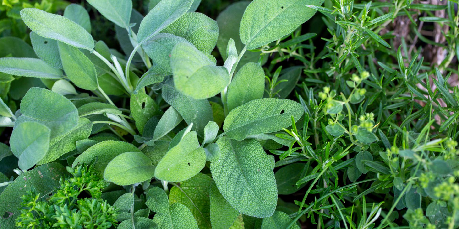 Kryddväxten salvia används både i matlagning och i te. Råd &amp; Röns test visar att det inte alltid är rätt innehåll i förpackningarna, särskilt i de kryddor som säljs i näthandeln.